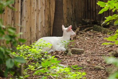 Albino Ortak Barking Geyik sıradan bir geyik gibi, ama beyaz bir renk değil, tüm vücut.