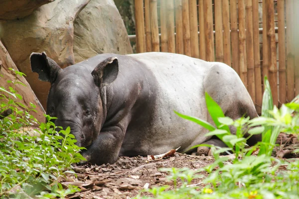 マラヤン タピルは 単一の蹄の大型哺乳類として地面に眠る — ストック写真