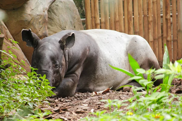 Tapir Malais Dort Par Terre Comme Grand Mammifère Seul Sabot — Photo