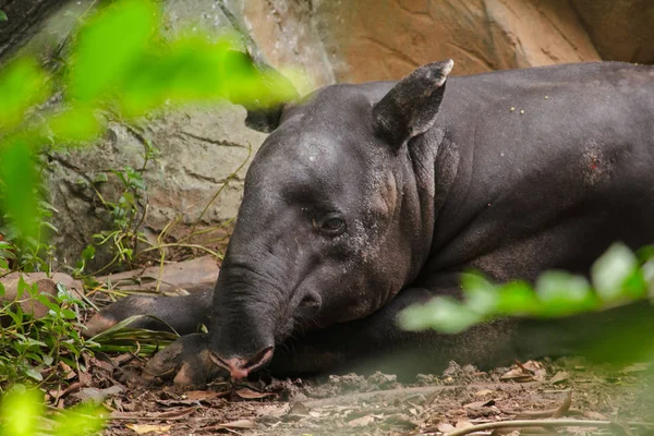 马来亚塔皮尔睡在地上作为一只蹄子的大型哺乳动物 — 图库照片