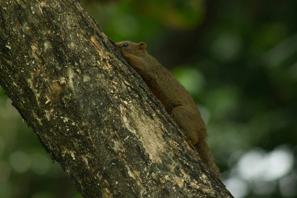 Squirrel Climbing Trees Animal Mammal Has Small Body Size Shaggy — Stock Photo, Image