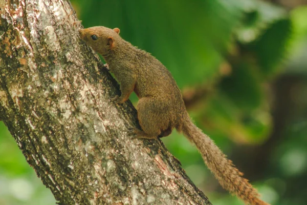 Ardilla Está Trepando Árboles Animal Mamífero Tiene Pequeño Tamaño Corporal —  Fotos de Stock