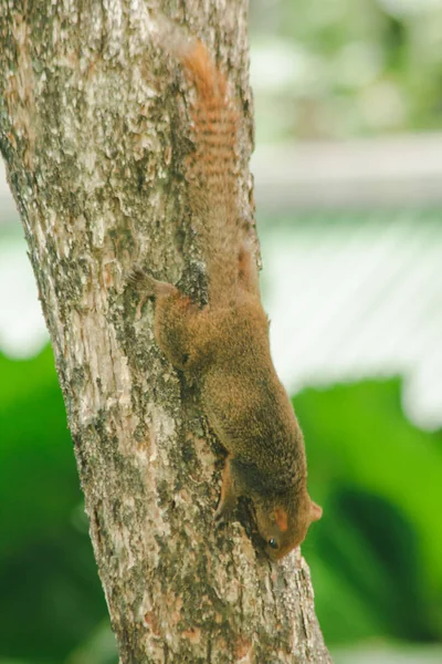 Esquilo Está Subindo Árvores Animal Mamífero Tem Tamanho Corpo Pequeno — Fotografia de Stock