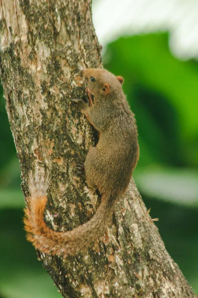 Ardilla Está Trepando Árboles Animal Mamífero Tiene Pequeño Tamaño Corporal —  Fotos de Stock