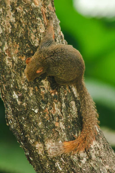 Scoiattolo Arrampica Sugli Alberi Animale Mammifero Una Piccola Corporatura Shaggy — Foto Stock