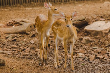 Geyik hayvanat bahçesinde yetişir. Geyiğin memeli olarak sınıflandırıldıkları uzun, pürüzlü kahverengi saçlı.