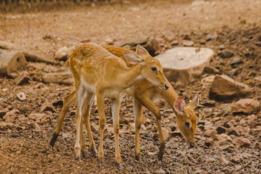 Geyik hayvanat bahçesinde yetişir. Geyiğin memeli olarak sınıflandırıldıkları uzun, pürüzlü kahverengi saçlı.