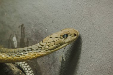 Kral Kobra'nın başı tehlikeli zehirli bir yılandır. Yılan başlığı baş ve boyun yoluyla yayılır.
