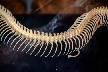 Python'un kemikleri müzenin vitrininde