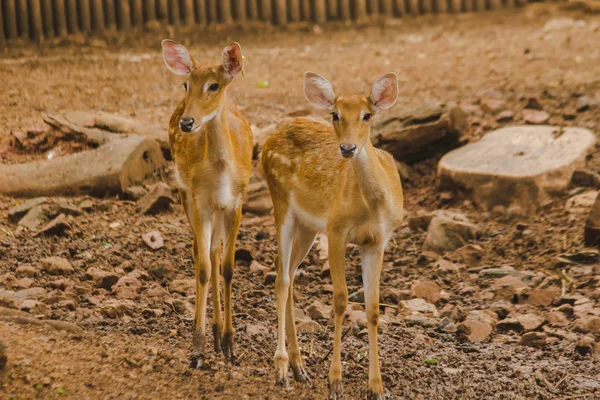 Deer Raised Zoo Which Deer Classified Mammal Has Long Rough — Stock Photo, Image