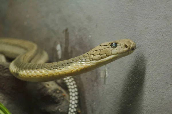 眼镜蛇王的头是一条危险的毒蛇 蛇罩通过头部和颈部传播 — 图库照片
