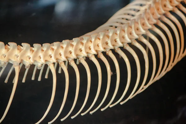 Bones Python Museum Showcase — Stock Photo, Image