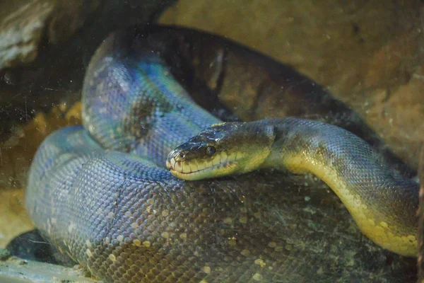 Python Eye Reticulatus Looks Scary World Longest Snake — стоковое фото