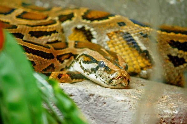 Das Augennetzwerk Der Pythons Sieht Furchterregend Aus Und Ist Die — Stockfoto