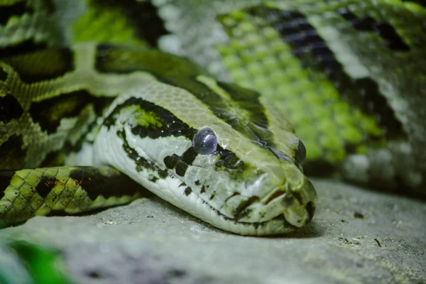 Das Augennetzwerk Der Pythons Sieht Furchterregend Aus Und Ist Die — Stockfoto