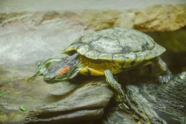 Rood Eared Slider Een Schildpad Die Afkomstig Van Mississippi Rivier — Stockfoto