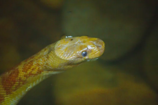 Bungarus Fasciatus Разновидность Ядовитой Змеи Найдено Юго Восточной Азии Восточной — стоковое фото