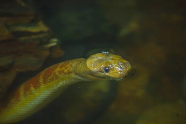 Bungarus Fasciatus Разновидность Ядовитой Змеи Найдено Юго Восточной Азии Восточной — стоковое фото