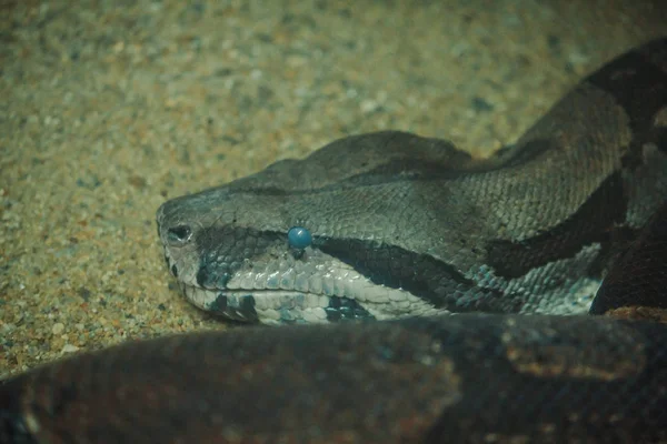 Die Boa Constrictor Ist Eine Wunderschöne Schlange Die Den Tropen — Stockfoto