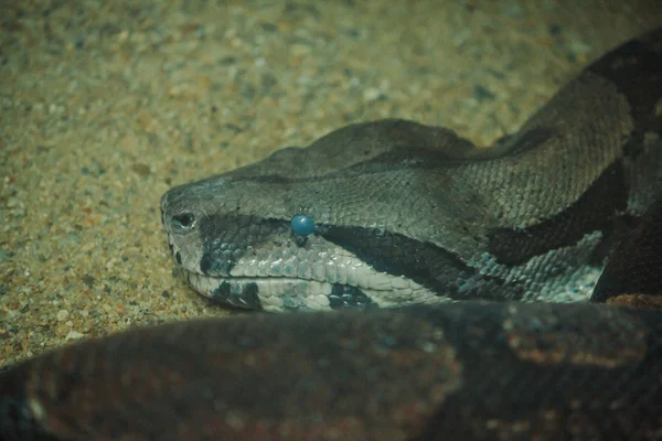 Boa Constritor Uma Bela Cobra Que Pode Ser Encontrado Nos — Fotografia de Stock