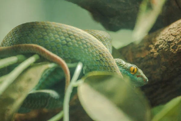 Víbora Manglar Una Serpiente Venenosa Envenenamiento Severo Mordedura Rápida Caza —  Fotos de Stock