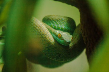 Mangrov çukur engerek zehirli bir yılan. Şiddetli zehirlenme ve hızlı ısırık Hunt gece av için