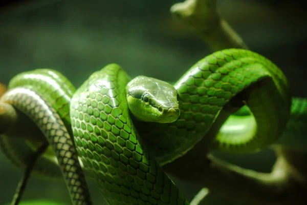 Gonyosoma Oxycephalum Green Body Head Bod — Stock Photo, Image