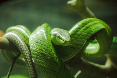 Gonyosoma oksisefali, yeşil vücut ve baş ve bod