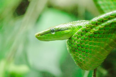 Fare Kuyruklu Ratsnake Vücut ve baş yeşil. Kuyruğu kırmızımsı kahverengi bir renge ve büyük gözlere sahiptir. Mavi dille zehirli bir yılan ağaçlarda yaşar