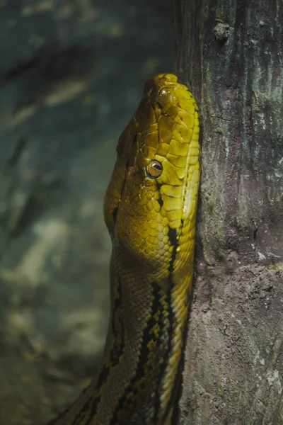 Python Biittatus Виставлений Зоопарку Велика Змія Отрути — стокове фото