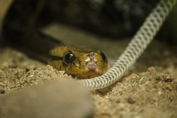 Кошачьей Змеи Большая Голова Большие Глаза Длинное Тонкое Тело — стоковое фото