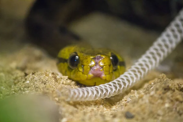 Cobra Gato Com Dentes Cão Tem Uma Cabeça Grande Olhos — Fotografia de Stock