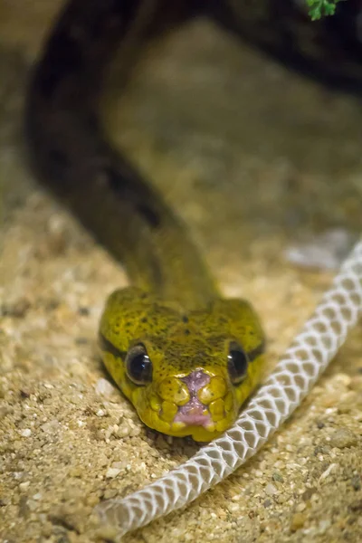 Кошачьей Змеи Большая Голова Большие Глаза Длинное Тонкое Тело — стоковое фото