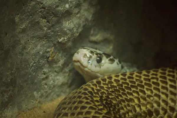 Schlangenaugen Schauen Auf Etwas — Stockfoto
