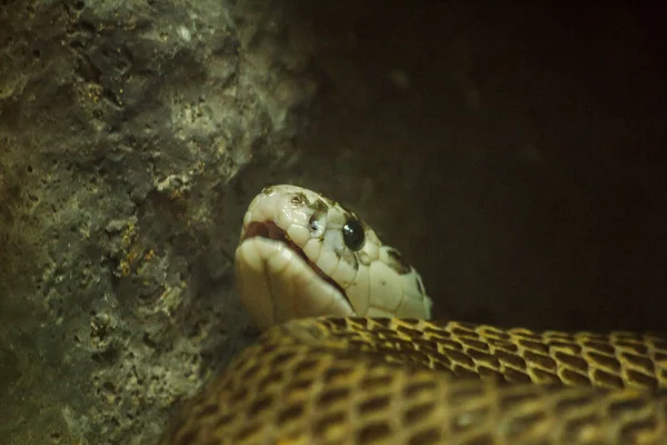 Cobras Zoológico Organizam Luz Armário Para Saber Que Cobra Animal — Fotografia de Stock