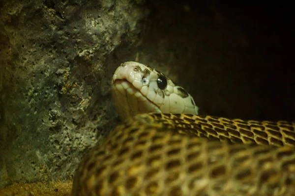 Cobras Zoológico Organizam Luz Armário Para Saber Que Cobra Animal — Fotografia de Stock