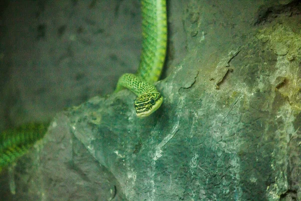 金树蛇是一条长长长长长的蛇 绿黄色鳞片 黑色条纹 能够轻松地爬到树顶 — 图库照片