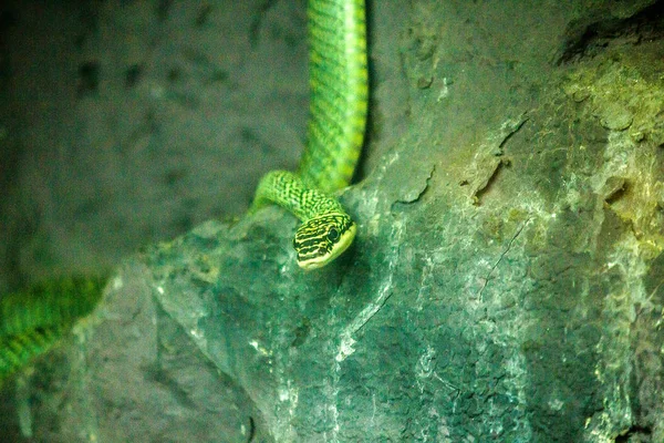 Golden Tree Snake Orm Med Lång Slank Kropp Grönaktig Gula — Stockfoto