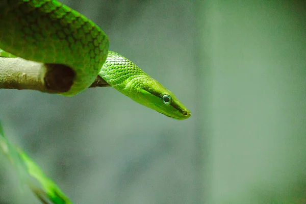 Rat Tailed Ratsnake Het Lichaam Het Hoofd Zijn Groen Staart — Stockfoto