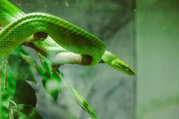 Fare Kuyruklu Ratsnake Vücut Baş Yeşil Kuyruğu Kırmızımsı Kahverengi Bir — Stok fotoğraf