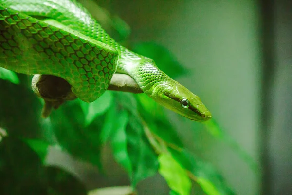 老鼠尾鼠蛇 身体和头部是绿色的 尾巴有红褐色 大眼睛 用蓝舌是一条毒蛇 生活在树上 — 图库照片