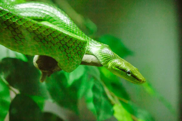 老鼠尾鼠蛇 身体和头部是绿色的 尾巴有红褐色 大眼睛 用蓝舌是一条毒蛇 生活在树上 — 图库照片