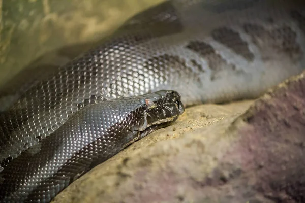 Python Curtus Большая Змея Змея Ядовита Южного Таиланда Нашли Толстое — стоковое фото