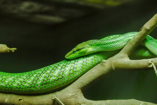 Ratto Coda Ratsnake Corpo Testa Sono Verdi Coda Colore Bruno — Foto Stock