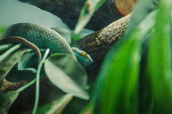 Zöld Pit Viper Meggörbült Fák Egy Heves Szokása Van Egy — Stock Fotó