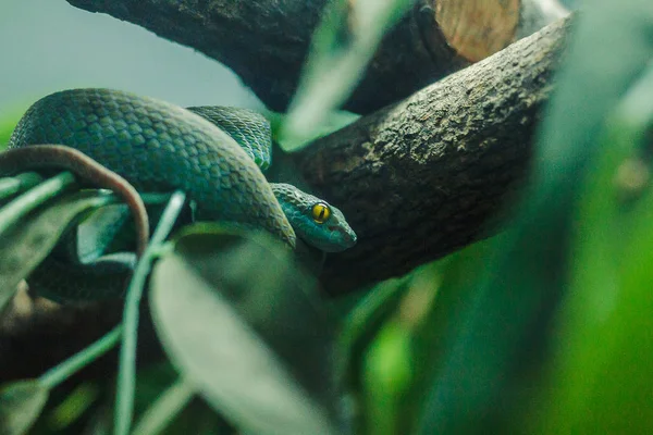 Gröna Pit Viper Hoprullade Träden Har Våldsam Vana Giftig Orm — Stockfoto