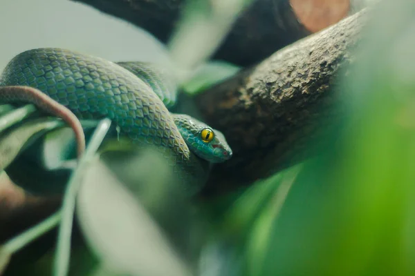 Zöld Pit Viper Meggörbült Fák Egy Heves Szokása Van Egy — Stock Fotó