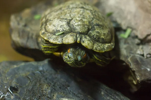 Gölet Kaydırıcısı Kuzey Amerika Kökenli Tatlı Kaplumbağası Türüdür — Stok fotoğraf