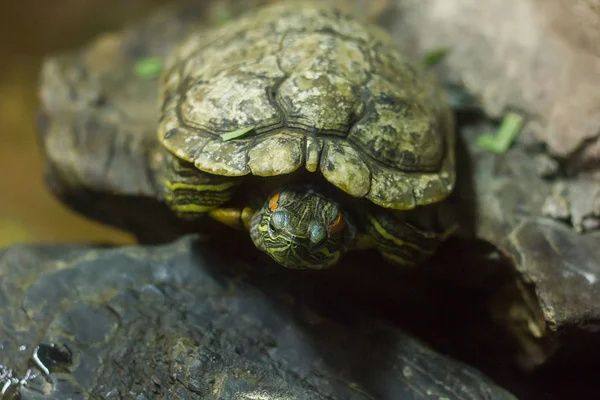 Vijver Slider Een Soort Van Zoet Waterschildpad Die Ontstaan Noord — Stockfoto