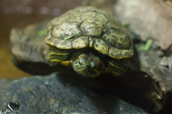 Ползунок Пруда Вид Пресноводной Черепахи Зародившийся Северной Америке — стоковое фото
